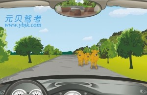 驾驶机动车在这样的路段要注意观察，随时避让横过道路的动物。